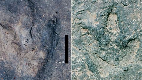 Matching sets of dinosaur footprints found thousands of miles .
